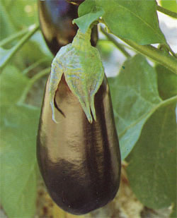 eggplant2