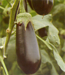 eggplant3