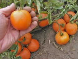 orange-semo