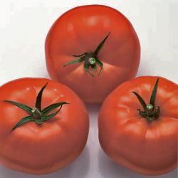 tomat-nergal